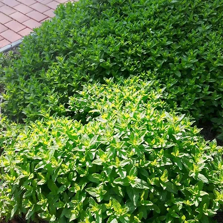 La Fattoria Di